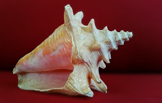 shell-913591_640 Image by greissdesign from Pixabay